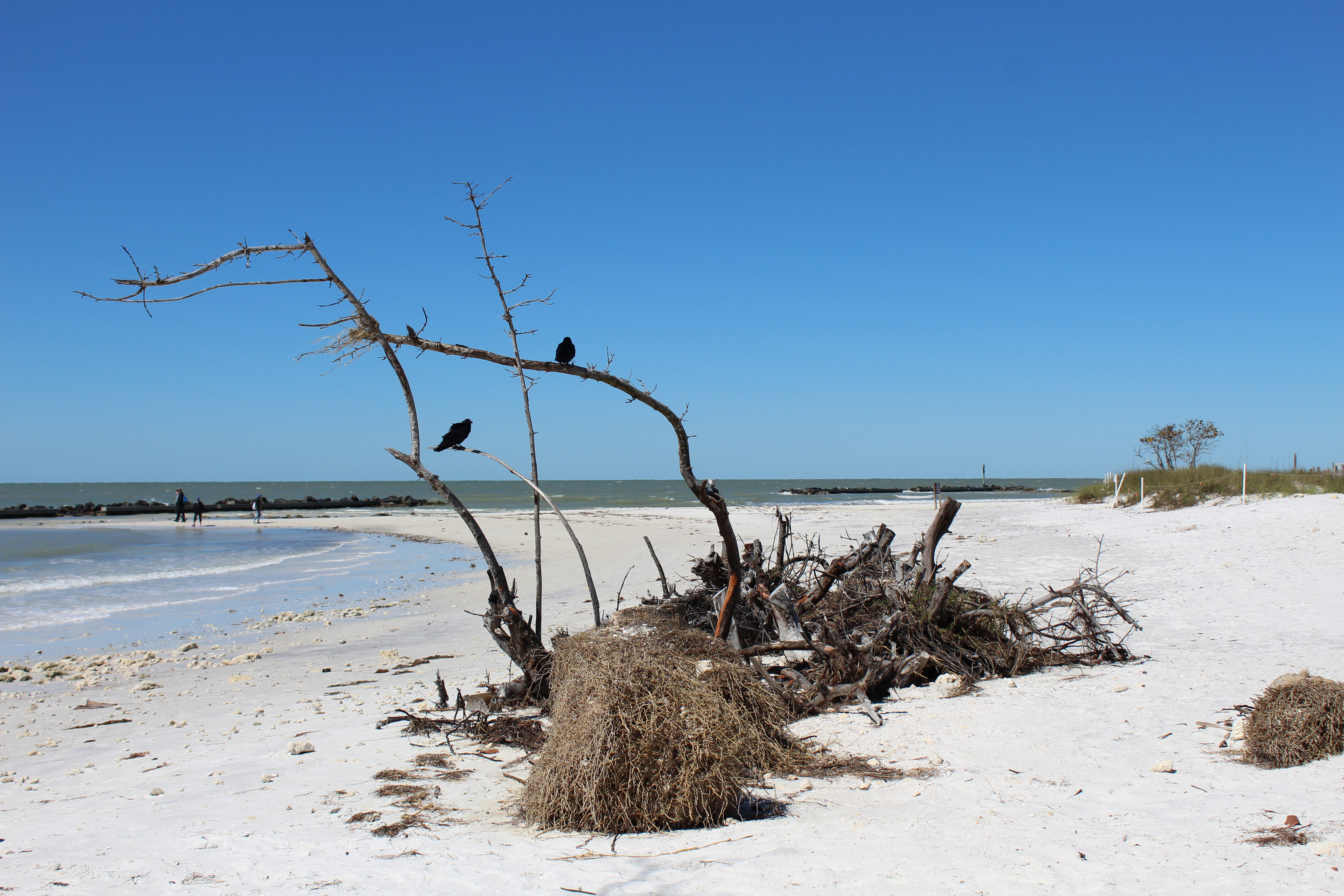 Beach Wood Woman