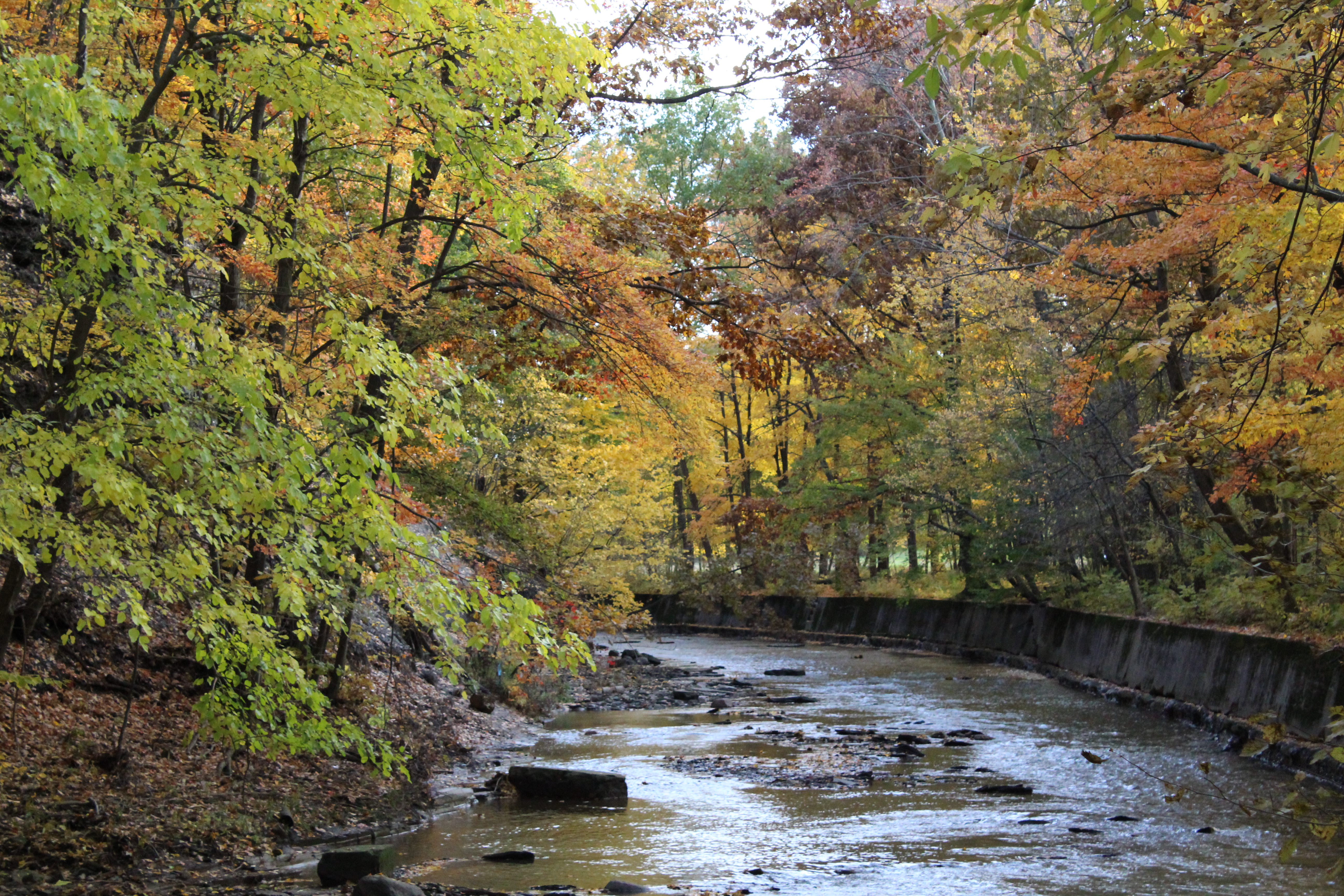 Fall in Big Creek