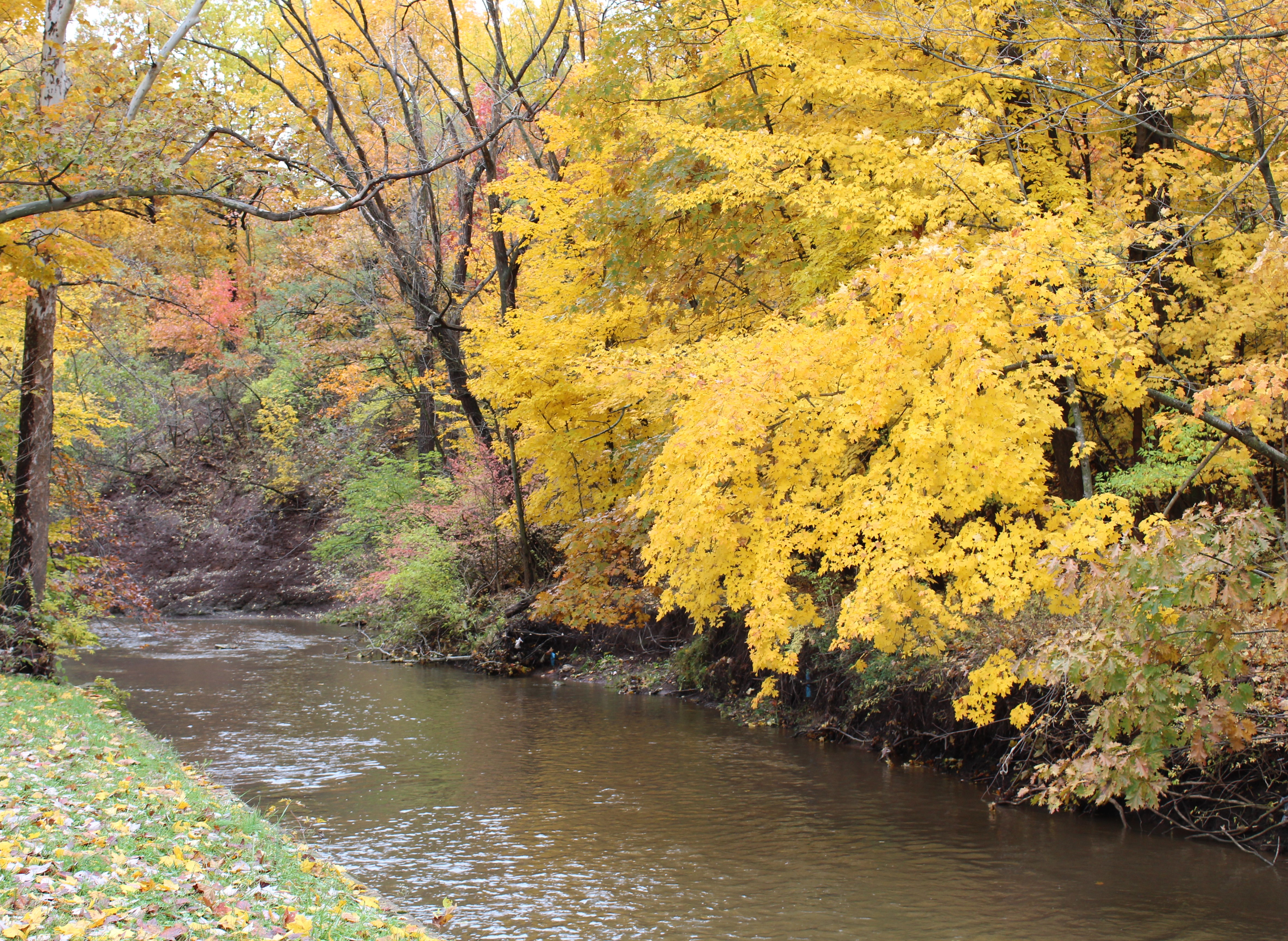 Fall Colors