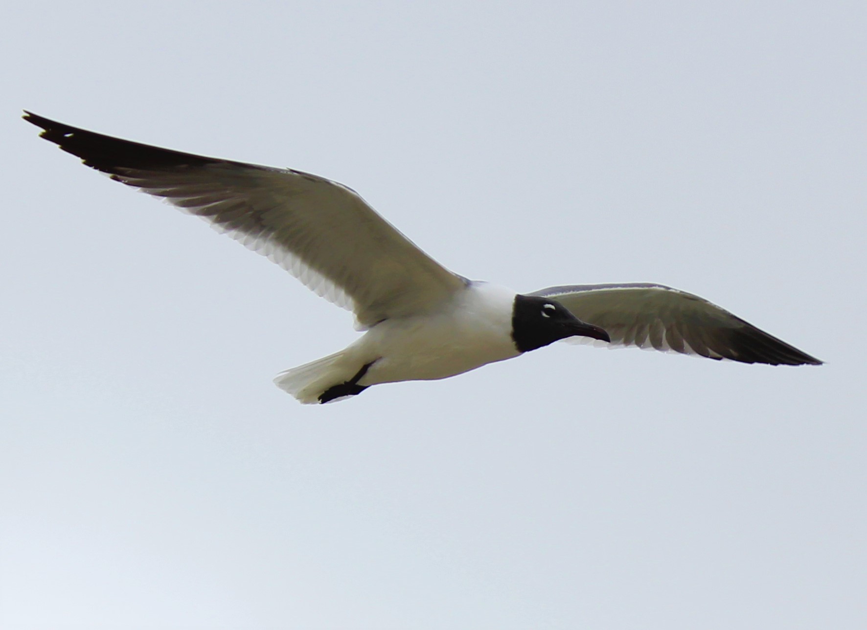 Bird in Flight