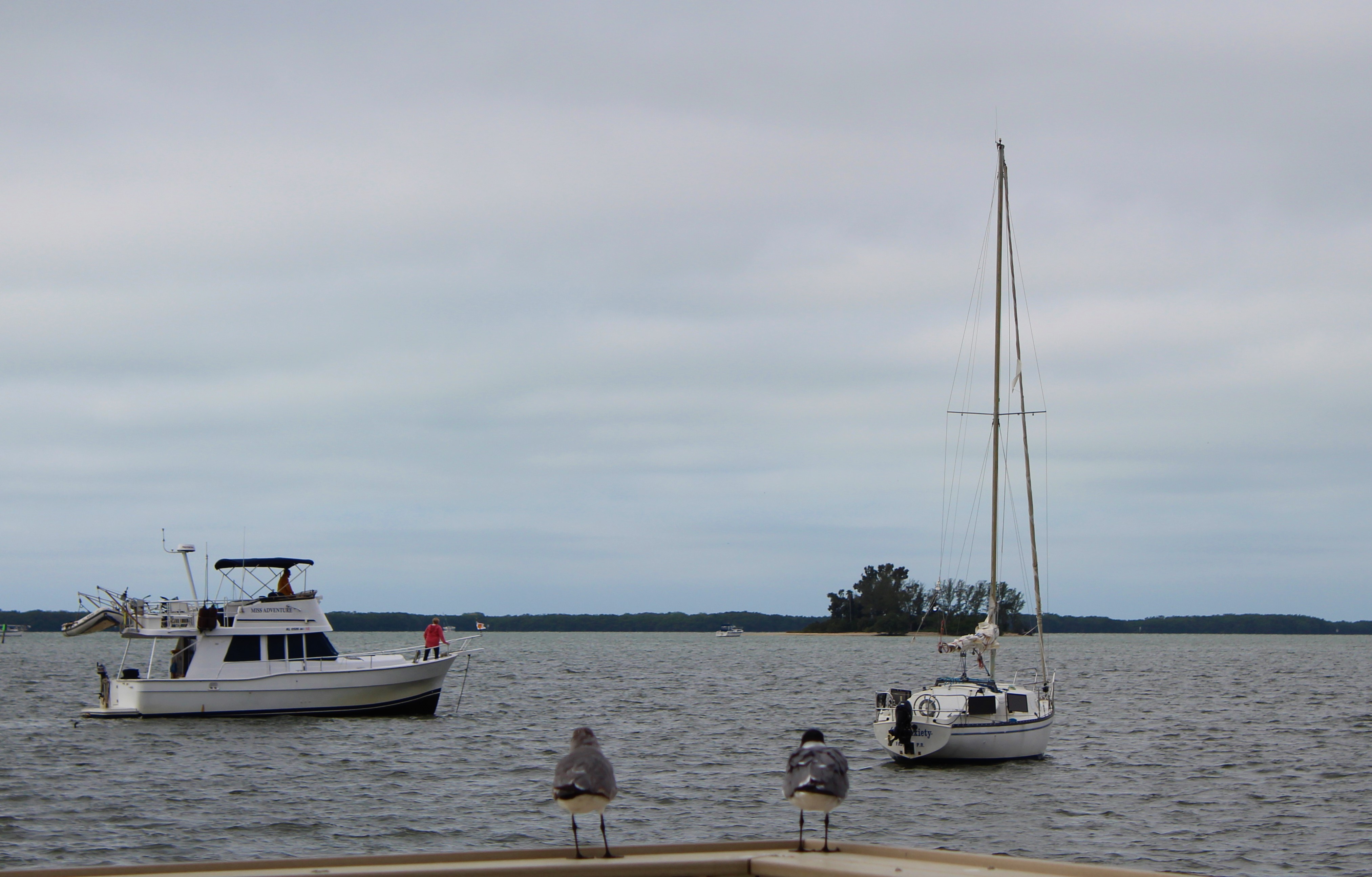 Birds Watching Boats