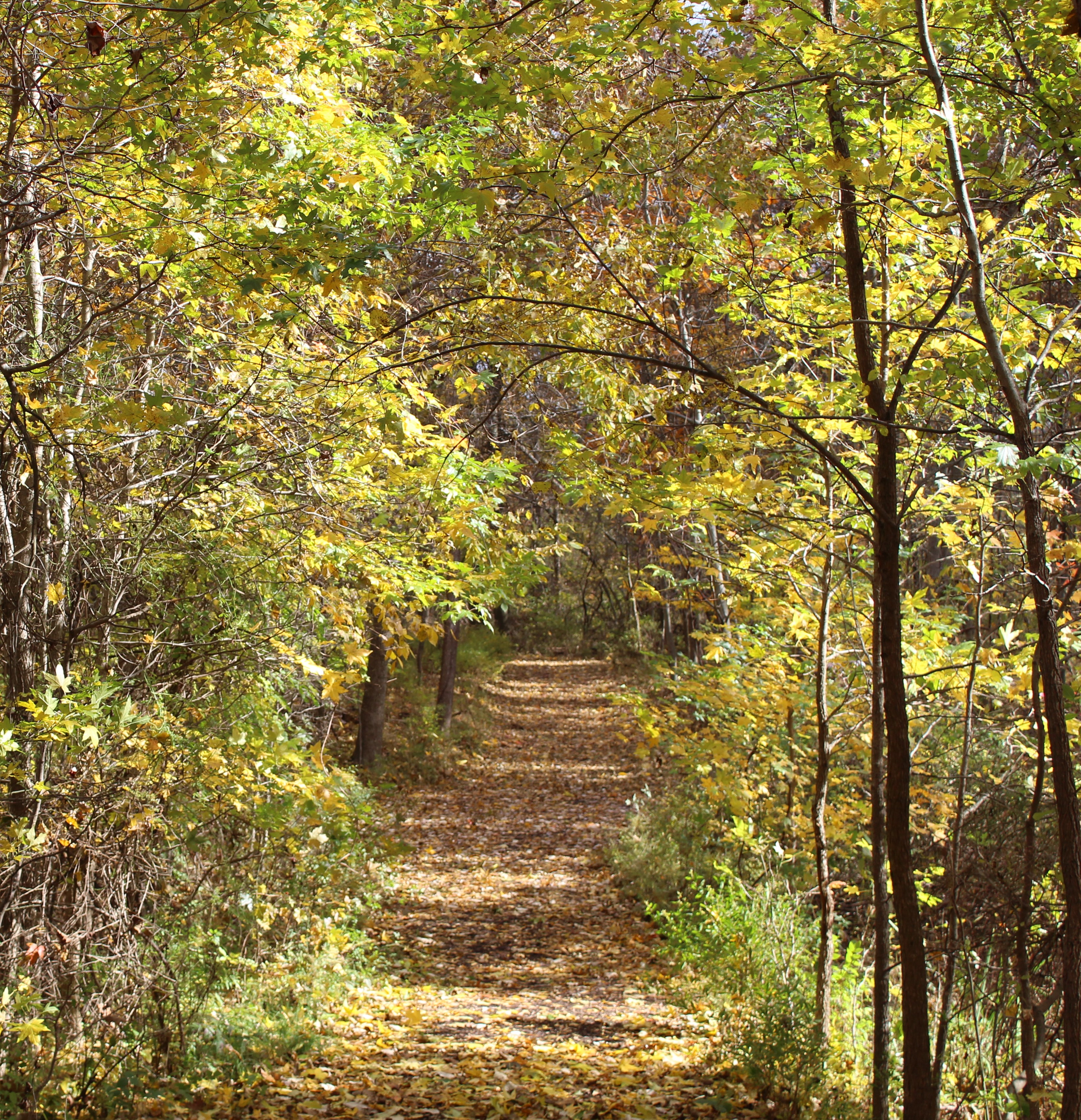 Path at Breyers