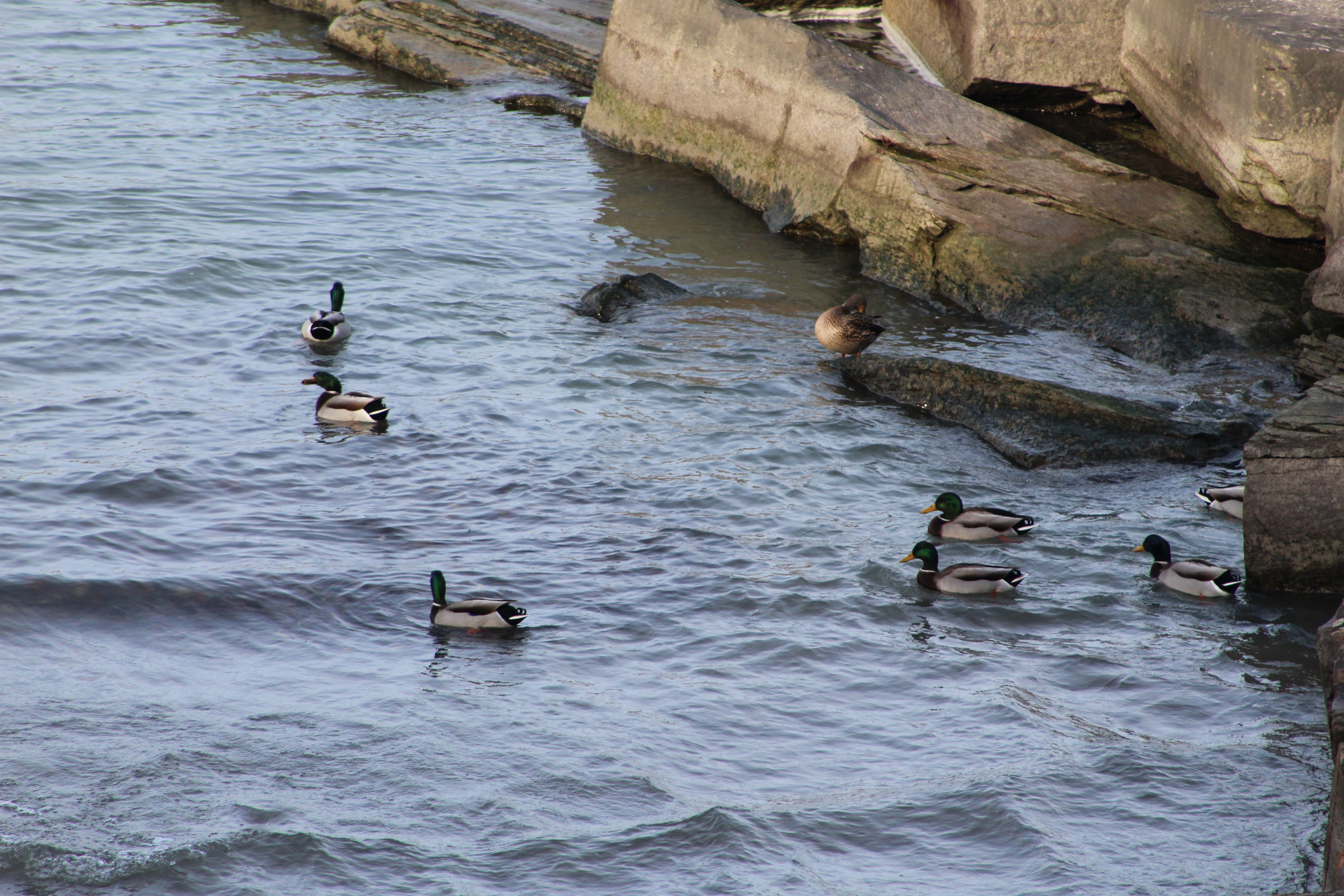 Ducks by Huntington Beach