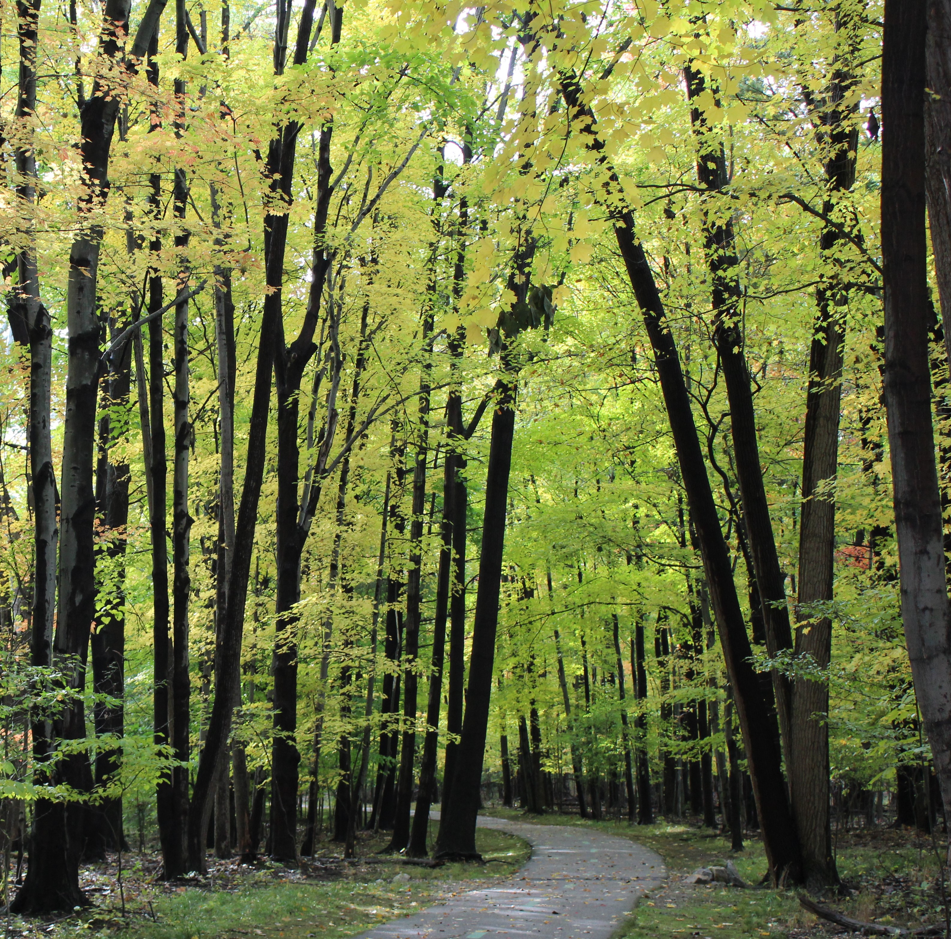 Fall Trees Arch