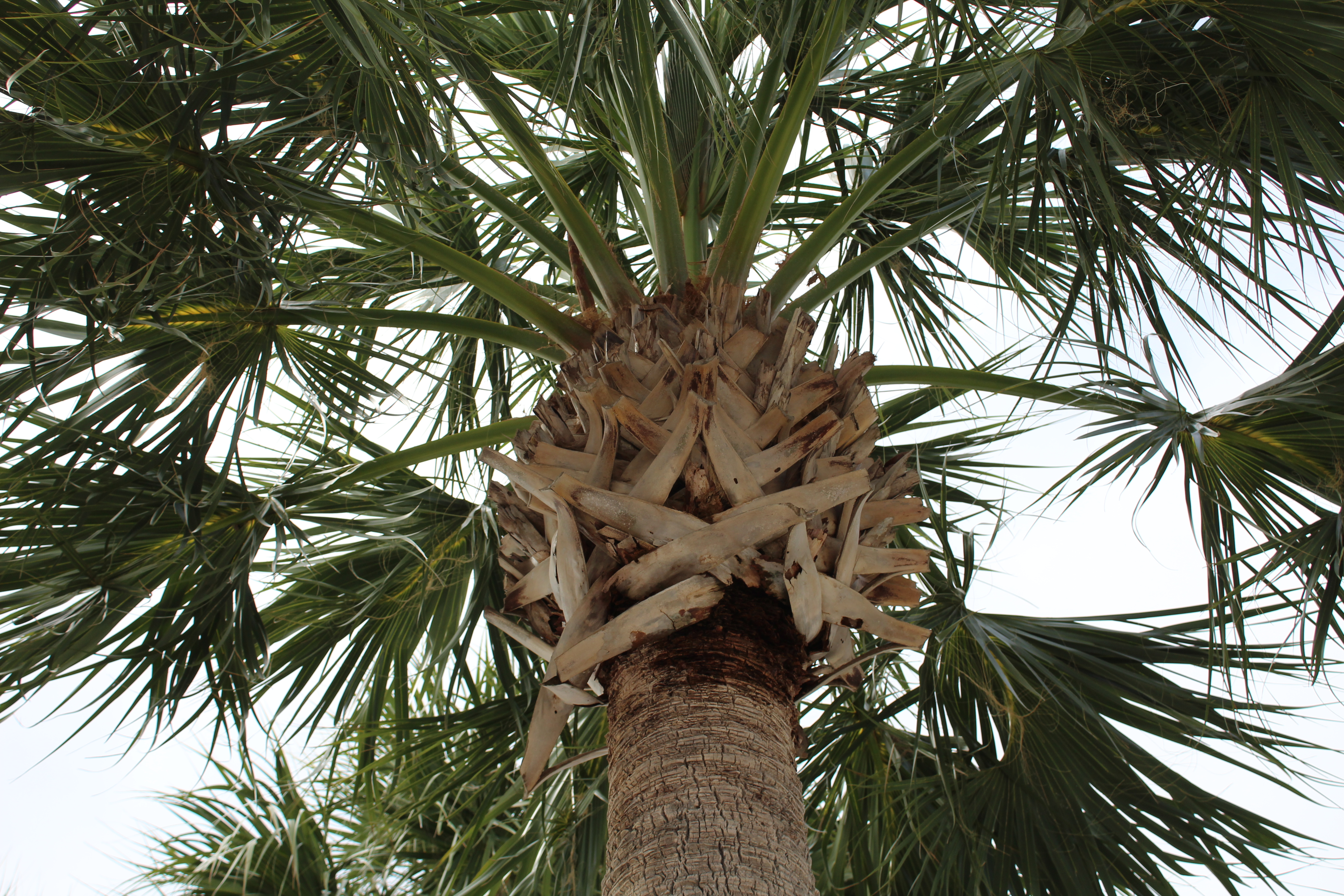 Palm Tree Dunedin