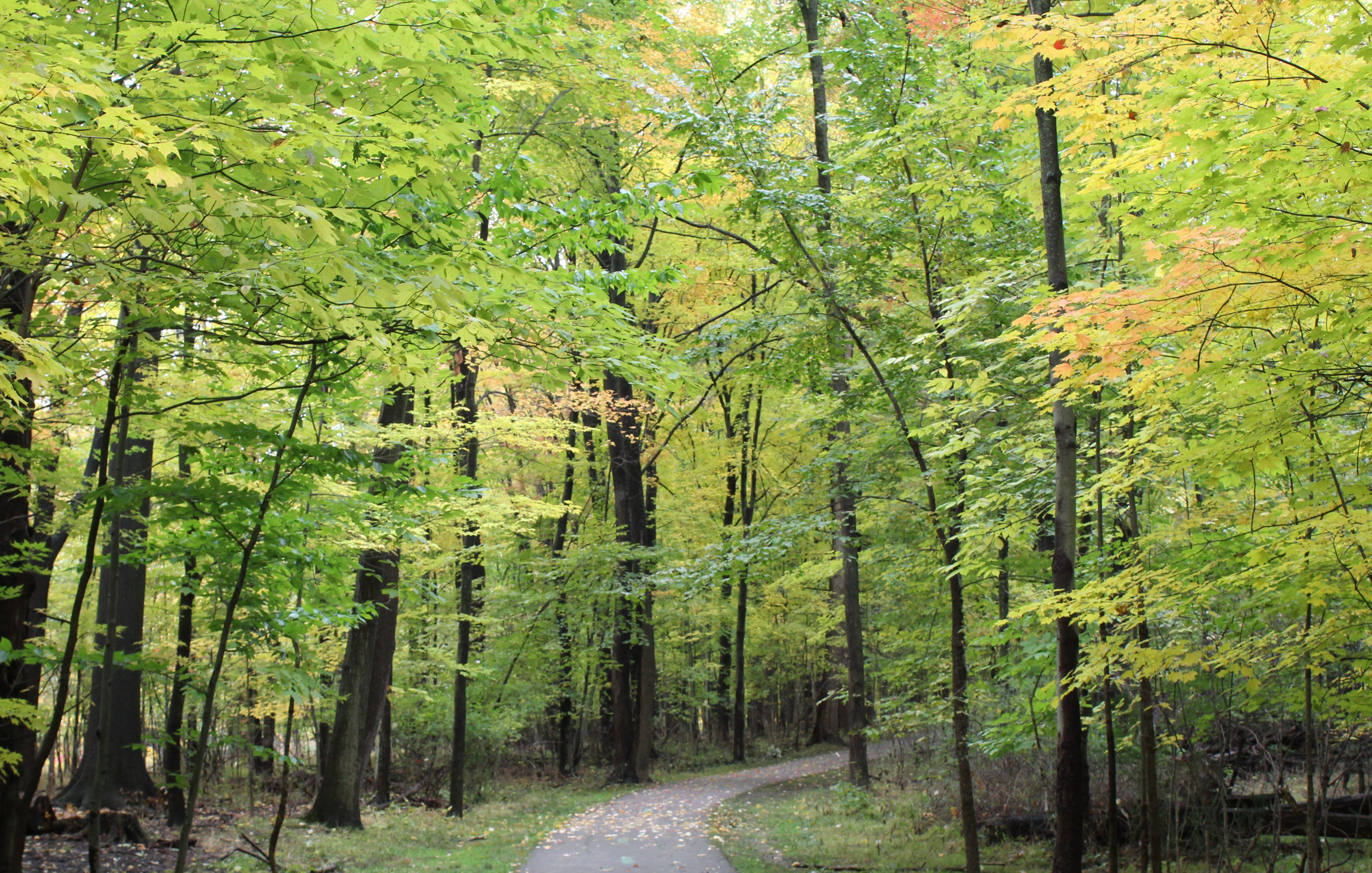 Beautiful Fall Trees