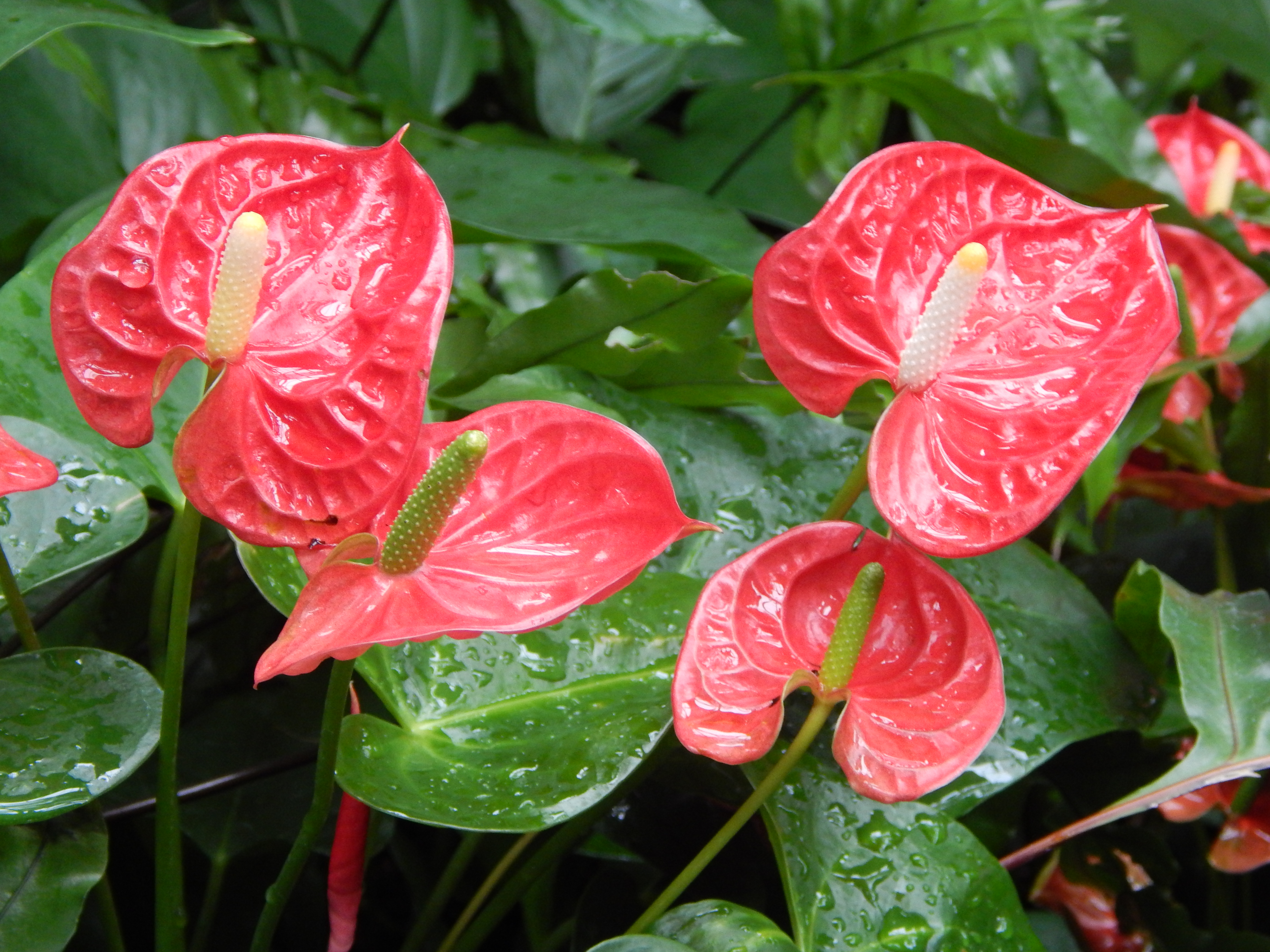 Droplets on Flowers