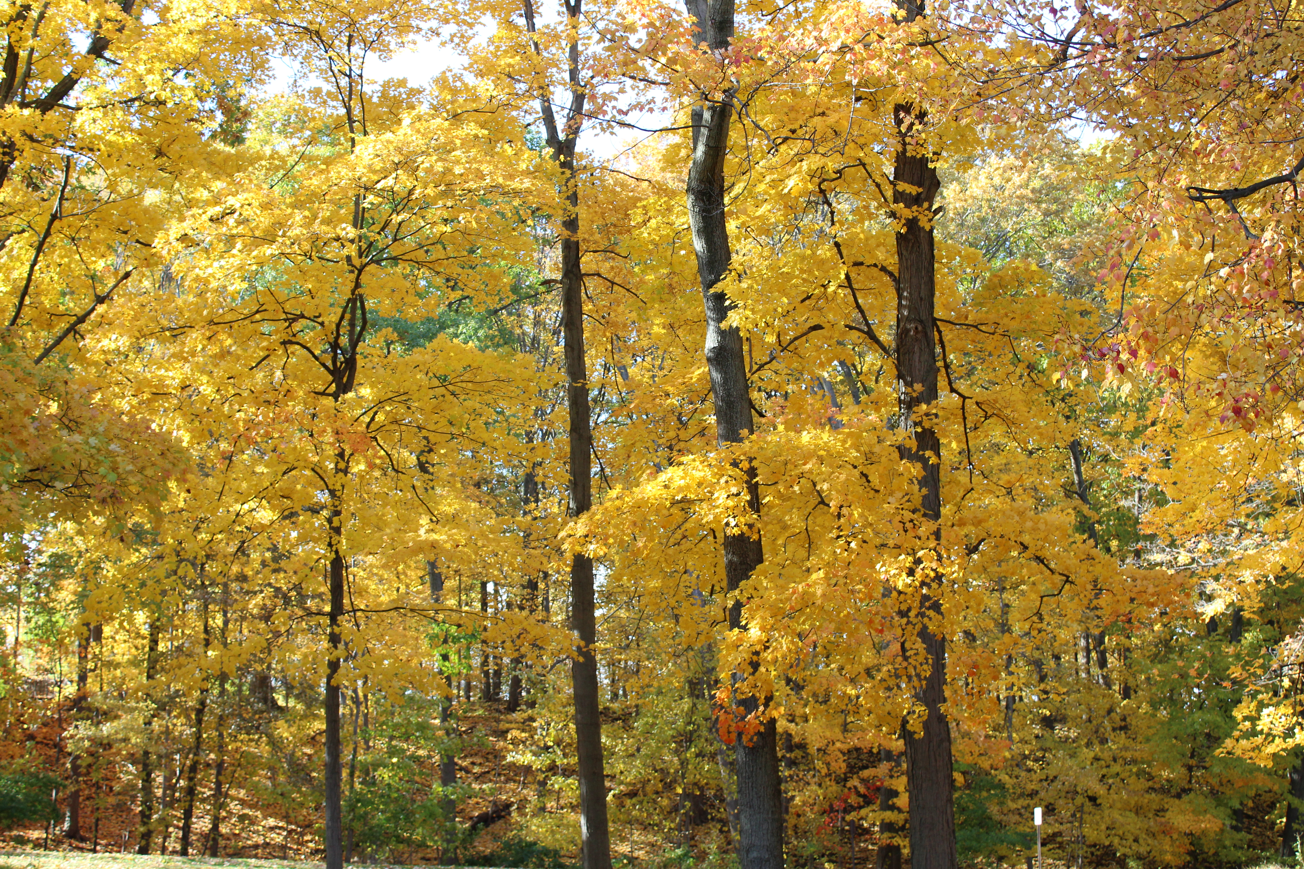 Yellow Trees